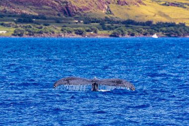 Best Time of the Year to Visit Maui: A Complete Guide by Maui Resort
