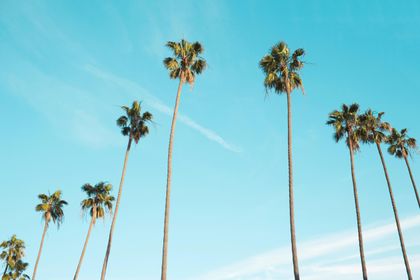 Everywhere you look are palm trees set against a blue sky.